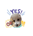 犬のcuteなスタンプ（個別スタンプ：16）