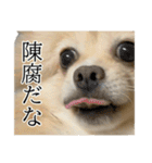 表情豊かなポメラニアン(実写)（個別スタンプ：1）