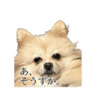 表情豊かなポメラニアン(実写)（個別スタンプ：5）