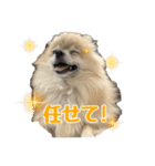表情豊かなポメラニアン(実写)（個別スタンプ：6）