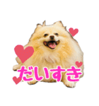表情豊かなポメラニアン(実写)（個別スタンプ：7）