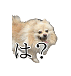 表情豊かなポメラニアン(実写)（個別スタンプ：9）