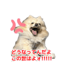 表情豊かなポメラニアン(実写)（個別スタンプ：11）