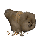 表情豊かなポメラニアン(実写)（個別スタンプ：12）