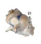表情豊かなポメラニアン(実写)（個別スタンプ：16）