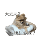 表情豊かなポメラニアン(実写)（個別スタンプ：19）