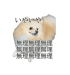表情豊かなポメラニアン(実写)（個別スタンプ：24）