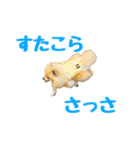表情豊かなポメラニアン(実写)（個別スタンプ：29）