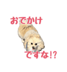 表情豊かなポメラニアン(実写)（個別スタンプ：32）
