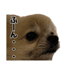 表情豊かなポメラニアン(実写)（個別スタンプ：33）