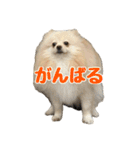 表情豊かなポメラニアン(実写)（個別スタンプ：34）