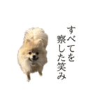 表情豊かなポメラニアン(実写)（個別スタンプ：35）