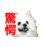 表情豊かなポメラニアン(実写)（個別スタンプ：36）