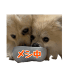 表情豊かなポメラニアン(実写)（個別スタンプ：37）
