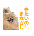 表情豊かなポメラニアン(実写)（個別スタンプ：39）
