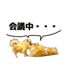 表情豊かなポメラニアン(実写)（個別スタンプ：40）
