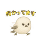日常会話！シマエナガのゆるふわ可愛い♥（個別スタンプ：32）