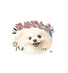 3ポメちゃんず♡（個別スタンプ：3）