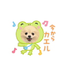 3ポメちゃんず♡（個別スタンプ：6）