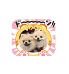 3ポメちゃんず♡（個別スタンプ：7）