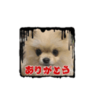 3ポメちゃんず♡（個別スタンプ：12）