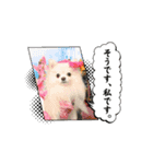 3ポメちゃんず♡（個別スタンプ：13）