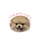 3ポメちゃんず♡（個別スタンプ：14）