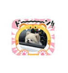 こむぎさん⑸（個別スタンプ：2）