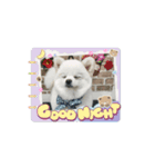 こむぎさん⑸（個別スタンプ：5）