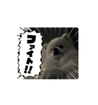 こむぎさん⑸（個別スタンプ：9）