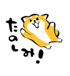 ふでしば【感情】柴犬（個別スタンプ：13）