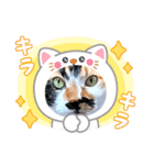 うちのキジトラ＆黒三毛♪（個別スタンプ：1）