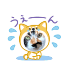 うちのキジトラ＆黒三毛♪（個別スタンプ：2）