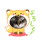 うちのキジトラ＆黒三毛♪（個別スタンプ：5）