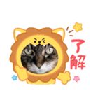 うちのキジトラ＆黒三毛♪（個別スタンプ：6）