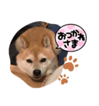 みちよとまりこ＆きなちゃん（個別スタンプ：15）