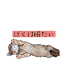 ぼくあんこ？（個別スタンプ：3）