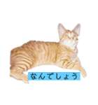 ぼくあんこ？（個別スタンプ：6）
