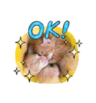 ぼくあんこ？（個別スタンプ：13）