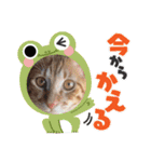 ぼくあんこ？（個別スタンプ：15）