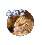 ぼくあんこ？（個別スタンプ：16）
