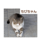 猫ちゃんたち休憩ですよ〜（個別スタンプ：1）
