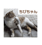 猫ちゃんたち休憩ですよ〜（個別スタンプ：2）