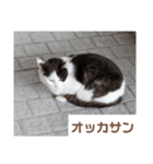 猫ちゃんたち休憩ですよ〜（個別スタンプ：4）