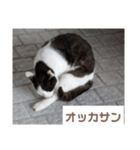 猫ちゃんたち休憩ですよ〜（個別スタンプ：5）