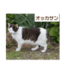 猫ちゃんたち休憩ですよ〜（個別スタンプ：6）