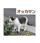 猫ちゃんたち休憩ですよ〜（個別スタンプ：7）