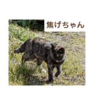 猫ちゃんたち休憩ですよ〜（個別スタンプ：8）