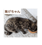 猫ちゃんたち休憩ですよ〜（個別スタンプ：9）
