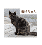 猫ちゃんたち休憩ですよ〜（個別スタンプ：10）